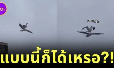 นกนางนวลขี่หลังเพื่อนบิน ราวกับ "แจ็ค-โรส" ใน "Titanic" โมเมนต์สุดฮาที่ทำให้โลกโซเชียลต้องอมยิ้ม