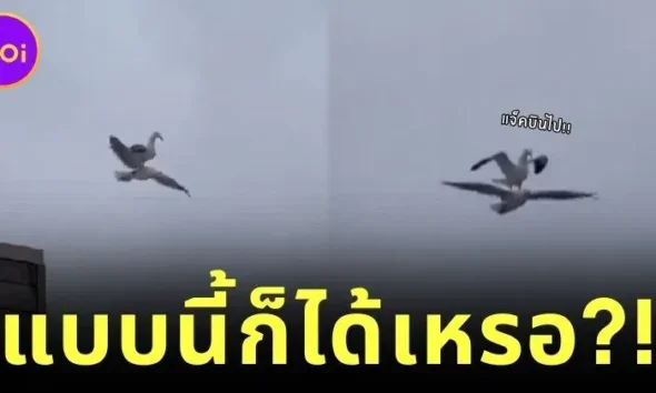 นกนางนวลขี่หลังเพื่อนบิน ราวกับ "แจ็ค-โรส" ใน "Titanic" โมเมนต์สุดฮาที่ทำให้โลกโซเชียลต้องอมยิ้ม