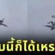 นกนางนวลขี่หลังเพื่อนบิน ราวกับ "แจ็ค-โรส" ใน "Titanic" โมเมนต์สุดฮาที่ทำให้โลกโซเชียลต้องอมยิ้ม