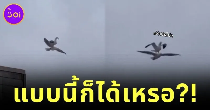 นกนางนวลขี่หลังเพื่อนบิน ราวกับ "แจ็ค-โรส" ใน "Titanic" โมเมนต์สุดฮาที่ทำให้โลกโซเชียลต้องอมยิ้ม