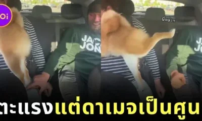 เจ้าหมาชิบะหัวใจกังฟู! โดนแตะขาทีไร เตะขาสูงใส่ศัตรู แต่ดาเมจเป็นศูนย์!