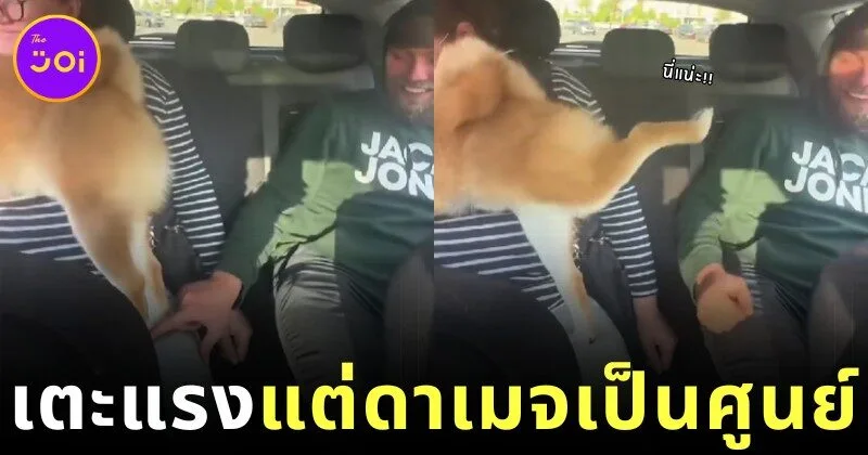 เจ้าหมาชิบะหัวใจกังฟู! โดนแตะขาทีไร เตะขาสูงใส่ศัตรู แต่ดาเมจเป็นศูนย์!