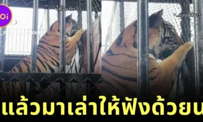 เสือในสวนสัตว์ศรีอยุธยาแอบใส่ใจเพื่อนบ้าน จนชาวเน็ตแห่แซวนี่มันเสือสัญชาติไทยแท้ล้านเปอร์เซ็นต์!