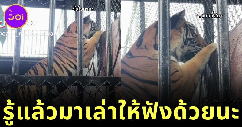 เสือในสวนสัตว์ศรีอยุธยาแอบใส่ใจเพื่อนบ้าน จนชาวเน็ตแห่แซวนี่มันเสือสัญชาติไทยแท้ล้านเปอร์เซ็นต์!