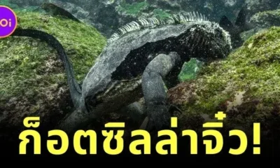 เผยคลิปอีกัวน่าทะเลแห่งเกาะกาลาปากอสหรือ "ก็อตซิลล่าจิ๋ว" สัตว์เลือดเย็นผู้ดำน้ำหาอาหารลึก 30 เมตร