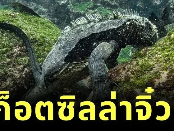 เผยคลิปอีกัวน่าทะเลแห่งเกาะกาลาปากอสหรือ "ก็อตซิลล่าจิ๋ว" สัตว์เลือดเย็นผู้ดำน้ำหาอาหารลึก 30 เมตร