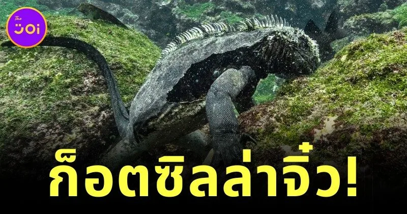 เผยคลิปอีกัวน่าทะเลแห่งเกาะกาลาปากอสหรือ "ก็อตซิลล่าจิ๋ว" สัตว์เลือดเย็นผู้ดำน้ำหาอาหารลึก 30 เมตร