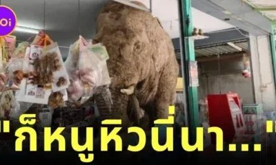 ช้างป่าเขาใหญ่หิวจนบุกเข้าไปในร้านค้า ชาวเน็ตแห่ถาม "น้องเข้าไปได้ยังไง?"