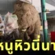 ช้างป่าเขาใหญ่หิวจนบุกเข้าไปในร้านค้า ชาวเน็ตแห่ถาม "น้องเข้าไปได้ยังไง?"