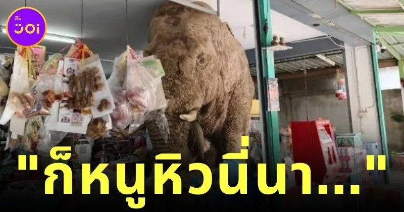 ช้างป่าเขาใหญ่หิวจนบุกเข้าไปในร้านค้า ชาวเน็ตแห่ถาม "น้องเข้าไปได้ยังไง?"