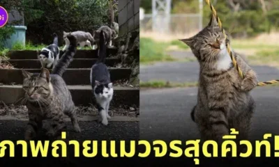 ภาพแมวจรจัด ช่างภาพชาวญี่ปุ่น Masayuki Oki