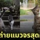 ภาพแมวจรจัด ช่างภาพชาวญี่ปุ่น Masayuki Oki
