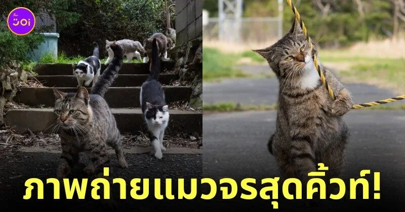 ภาพแมวจรจัด ช่างภาพชาวญี่ปุ่น Masayuki Oki