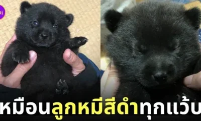 ลูกหมาเหมือนลูกหมี