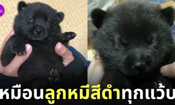 ลูกหมาเหมือนลูกหมี