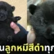 ลูกหมาเหมือนลูกหมี