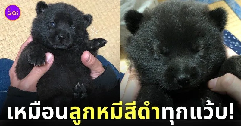 ลูกหมาเหมือนลูกหมี
