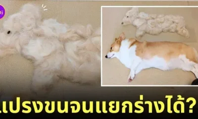 การแปรงขนหมาคอร์กี้