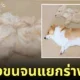 การแปรงขนหมาคอร์กี้