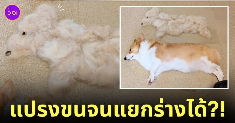 การแปรงขนหมาคอร์กี้