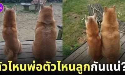 พ่อลูกหมาชิบะอินุ
