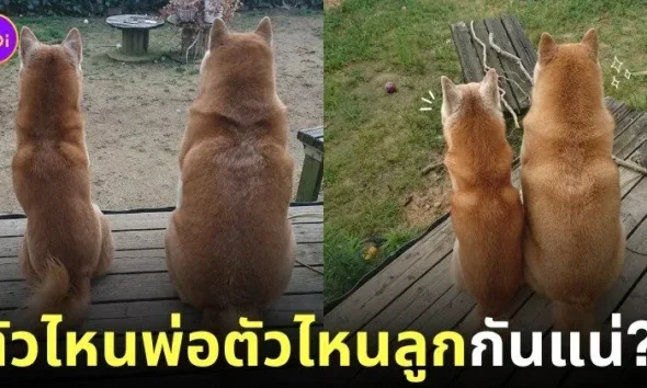 พ่อลูกหมาชิบะอินุ
