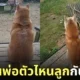 พ่อลูกหมาชิบะอินุ
