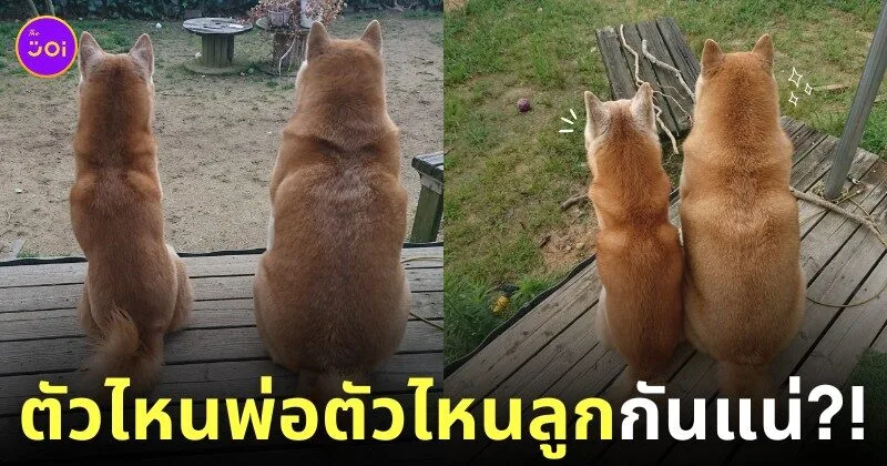 พ่อลูกหมาชิบะอินุ