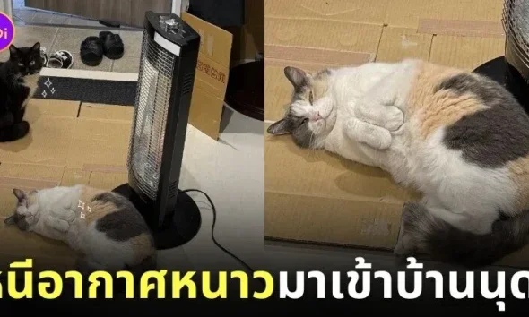 ภาพแมวจรหลบอากาศหนาวข้างนอกเข้ามานอนแช่ฮีตเตอร์