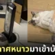 ภาพแมวจรหลบอากาศหนาวข้างนอกเข้ามานอนแช่ฮีตเตอร์