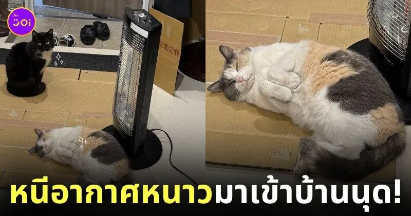 ภาพแมวจรหลบอากาศหนาวข้างนอกเข้ามานอนแช่ฮีตเตอร์