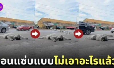 คลิปน้องแมวที่นอนแบบไม่เอาอะไรแล้ว TikTok