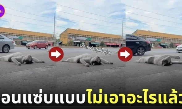 คลิปน้องแมวที่นอนแบบไม่เอาอะไรแล้ว TikTok