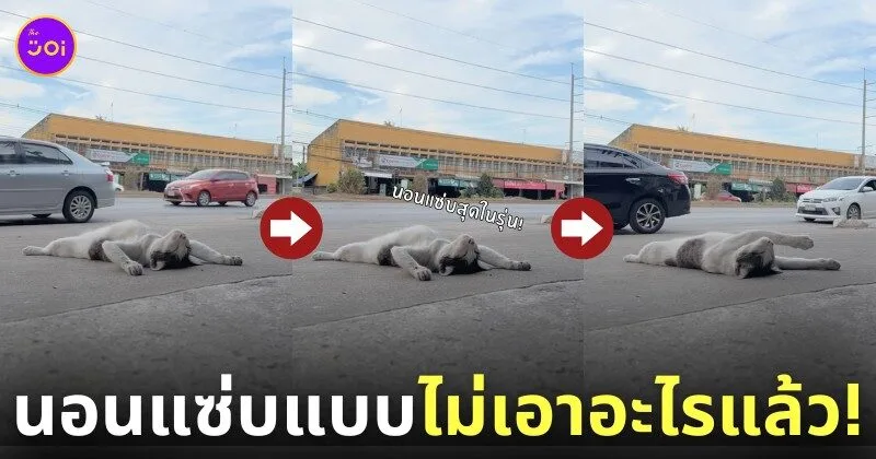 คลิปน้องแมวที่นอนแบบไม่เอาอะไรแล้ว TikTok
