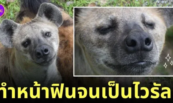 ไฮยีน่าสวนสัตว์สงขลา
