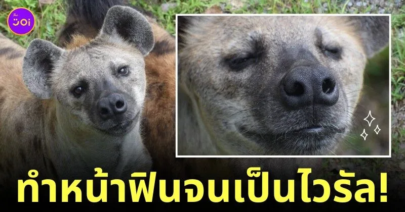 ไฮยีน่าสวนสัตว์สงขลา