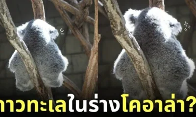 โคอาล่าเหมือนดาวทะเล