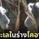 โคอาล่าเหมือนดาวทะเล
