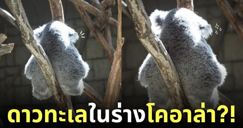 โคอาล่าเหมือนดาวทะเล
