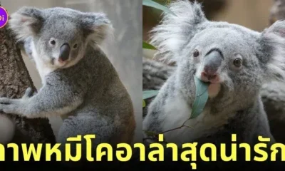 ภาพหมีโคอาล่า สวนสัตว์ญี่ปุ่น