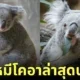 ภาพหมีโคอาล่า สวนสัตว์ญี่ปุ่น