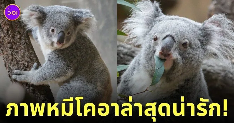 ภาพหมีโคอาล่า สวนสัตว์ญี่ปุ่น