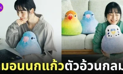 หมอนนกแก้วอ้วนกลม Felissimo