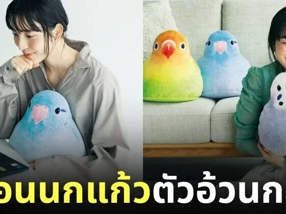 หมอนนกแก้วอ้วนกลม Felissimo