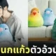 หมอนนกแก้วอ้วนกลม Felissimo