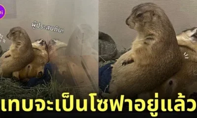 ภาพแพรี่ด็อกนั่งทับเพื่อน