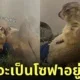 ภาพแพรี่ด็อกนั่งทับเพื่อน