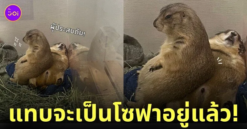 ภาพแพรี่ด็อกนั่งทับเพื่อน