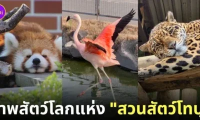 ภาพสัตว์โลกน่ารัก สวนสัตว์โทบุ Tobu Zoo ประเทศญี่ปุ่น