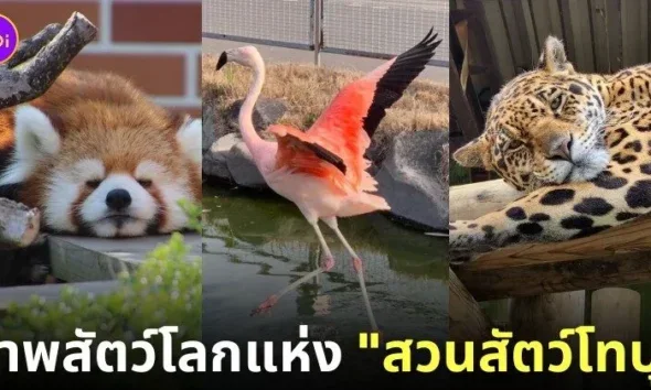 ภาพสัตว์โลกน่ารัก สวนสัตว์โทบุ Tobu Zoo ประเทศญี่ปุ่น